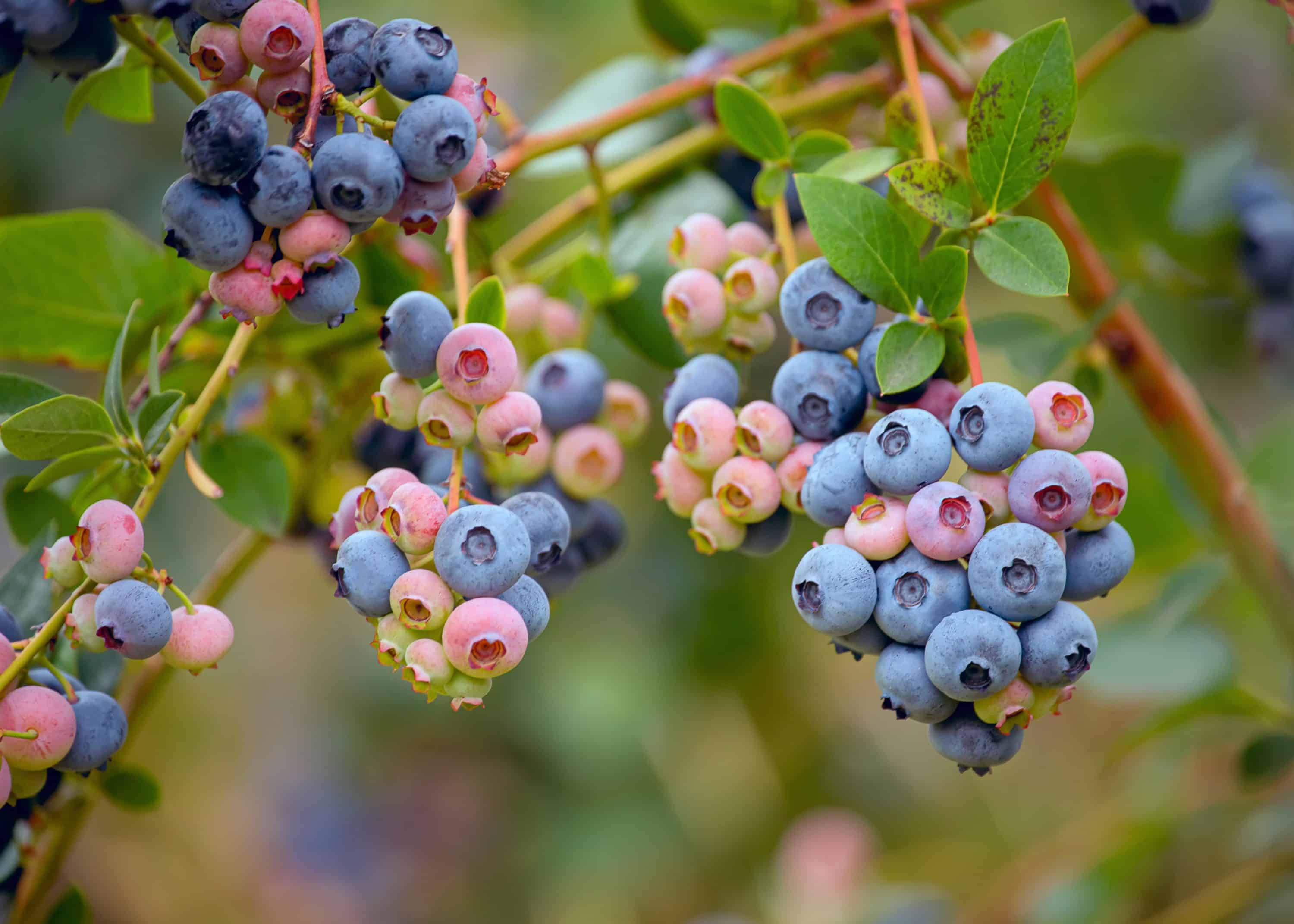 Blueberries ripen on a bush.